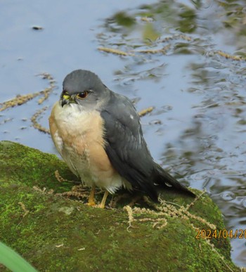 Japanese Sparrowhawk Kasai Rinkai Park Sun, 4/28/2024