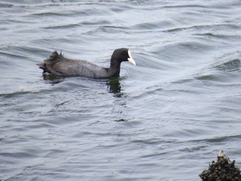 Eurasian Coot Yatsu-higata Mon, 4/29/2024