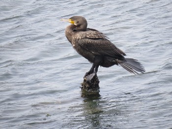 Great Cormorant Yatsu-higata Mon, 4/29/2024