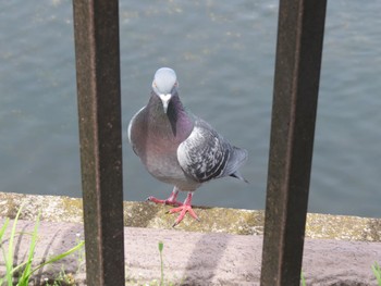 Rock Dove Yatsu-higata Mon, 4/29/2024