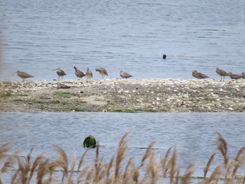 Eurasian Whimbrel Yatsu-higata Mon, 4/29/2024