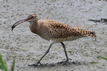 Eurasian Whimbrel Tokyo Port Wild Bird Park Mon, 4/29/2024