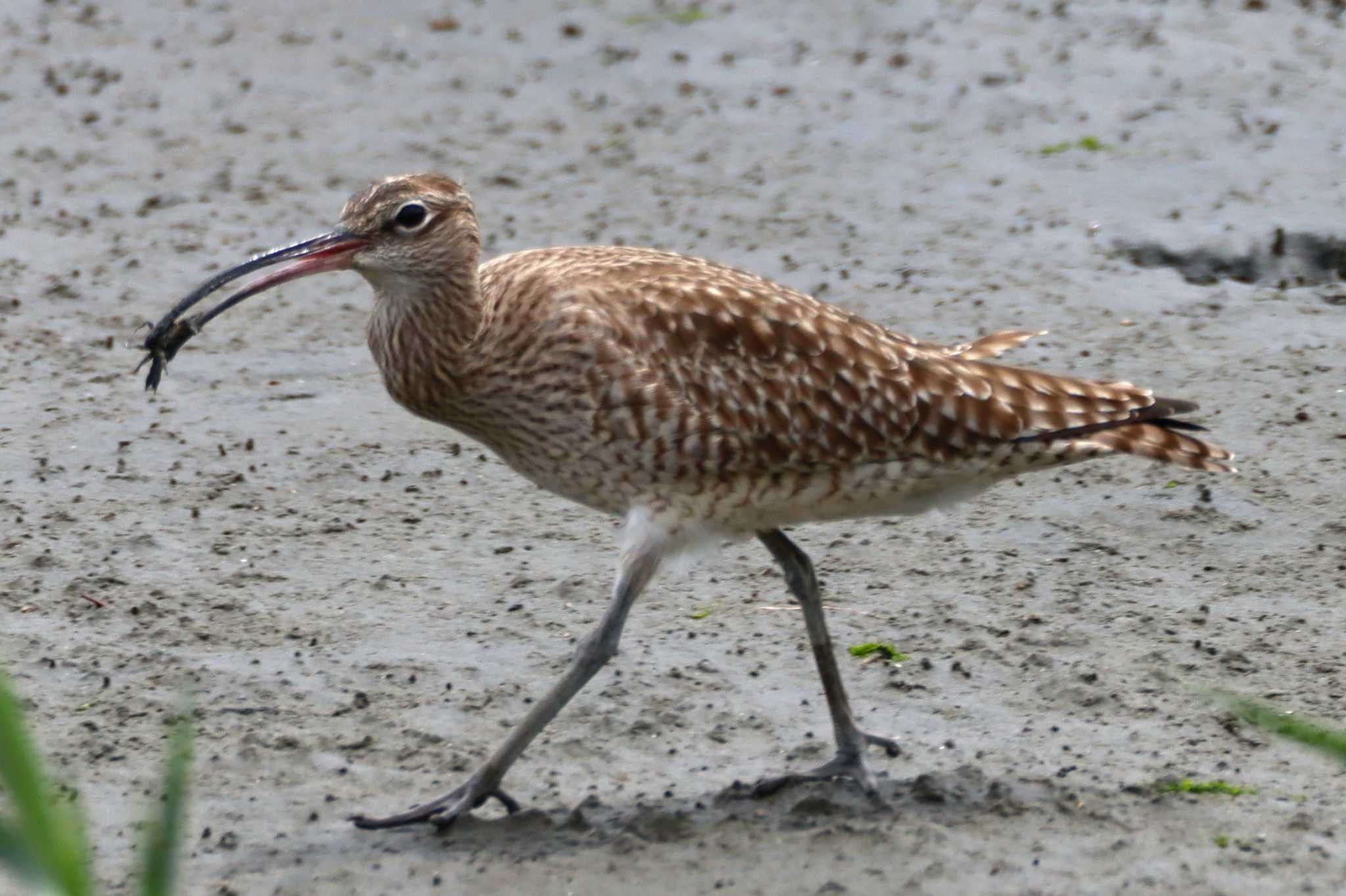 Eurasian Whimbrel