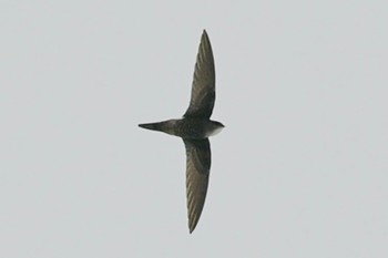 Pacific Swift Unknown Spots Tue, 4/23/2024