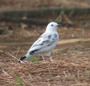 White Wagtail Kasai Rinkai Park Mon, 4/29/2024