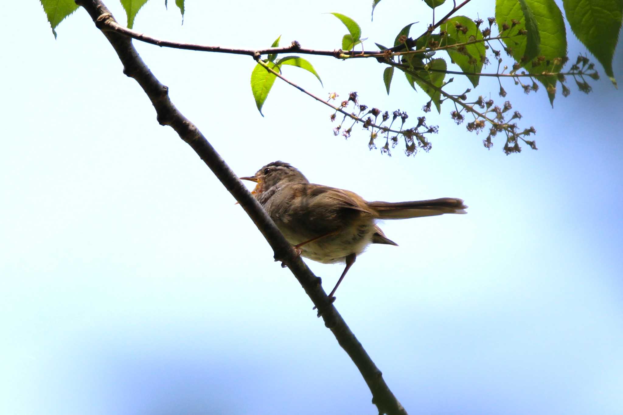 Photo of Japanese Bush Warbler at 浄瑠璃寺 石仏の道 by Ryoji-ji