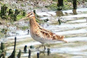 タシギ 東京港野鳥公園 2024年4月29日(月)