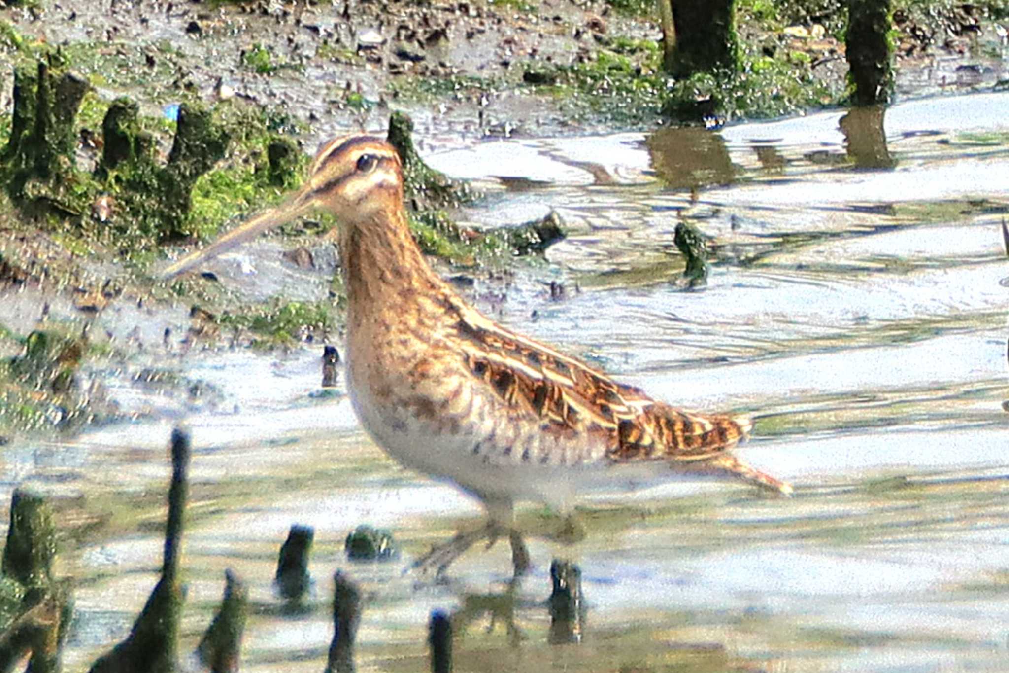 Common Snipe