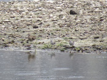 Grey-tailed Tattler Yatsu-higata Mon, 4/29/2024