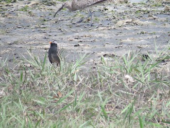 White-cheeked Starling Yatsu-higata Mon, 4/29/2024