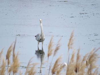 Grey Heron Yatsu-higata Mon, 4/29/2024