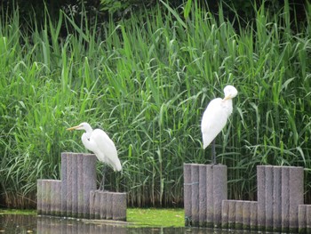 Great Egret Yatsu-higata Mon, 4/29/2024