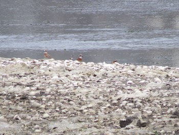 Siberian Sand Plover Yatsu-higata Mon, 4/29/2024