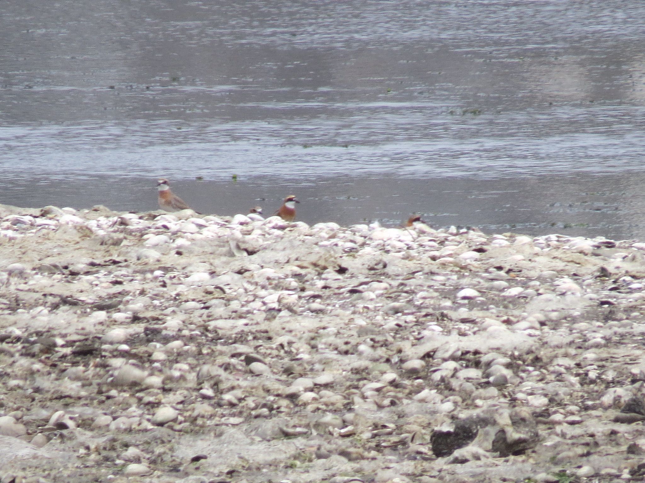 Photo of Siberian Sand Plover at Yatsu-higata by Haruki🦜