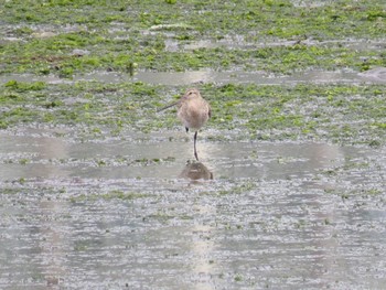 Bar-tailed Godwit Yatsu-higata Mon, 4/29/2024