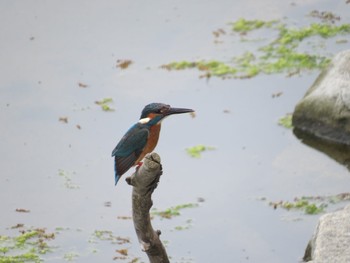 Common Kingfisher Yatsu-higata Mon, 4/29/2024