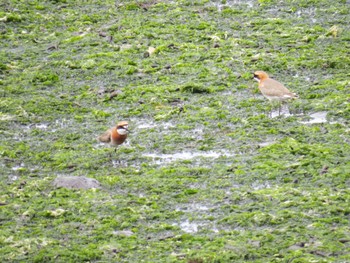 Siberian Sand Plover Yatsu-higata Mon, 4/29/2024