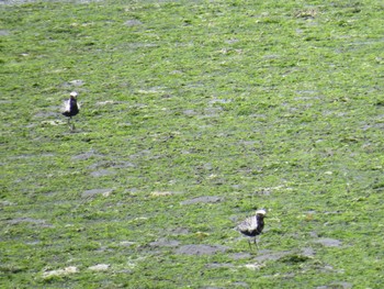 Grey Plover Yatsu-higata Mon, 4/29/2024