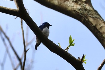 2024年4月29日(月) 軽井沢野鳥の森の野鳥観察記録