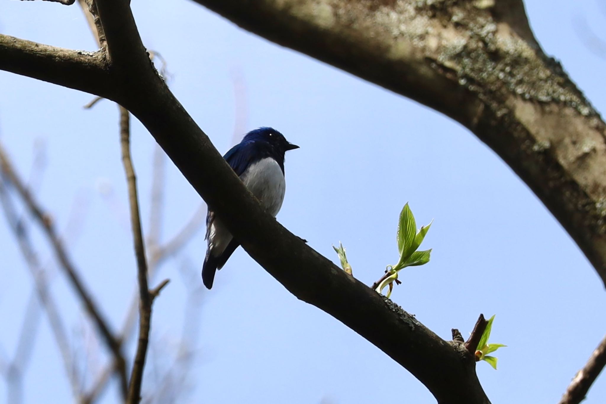 軽井沢野鳥の森 オオルリの写真 by よっしー