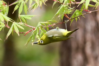 メジロ 軽井沢野鳥の森 2024年4月29日(月)