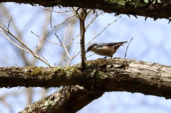 ゴジュウカラ 軽井沢野鳥の森 2024年4月29日(月)