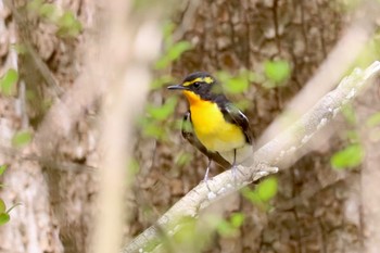 キビタキ 軽井沢野鳥の森 2024年4月29日(月)