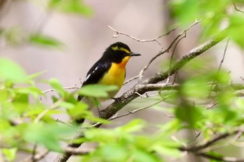 キビタキ 軽井沢野鳥の森 2024年4月29日(月)