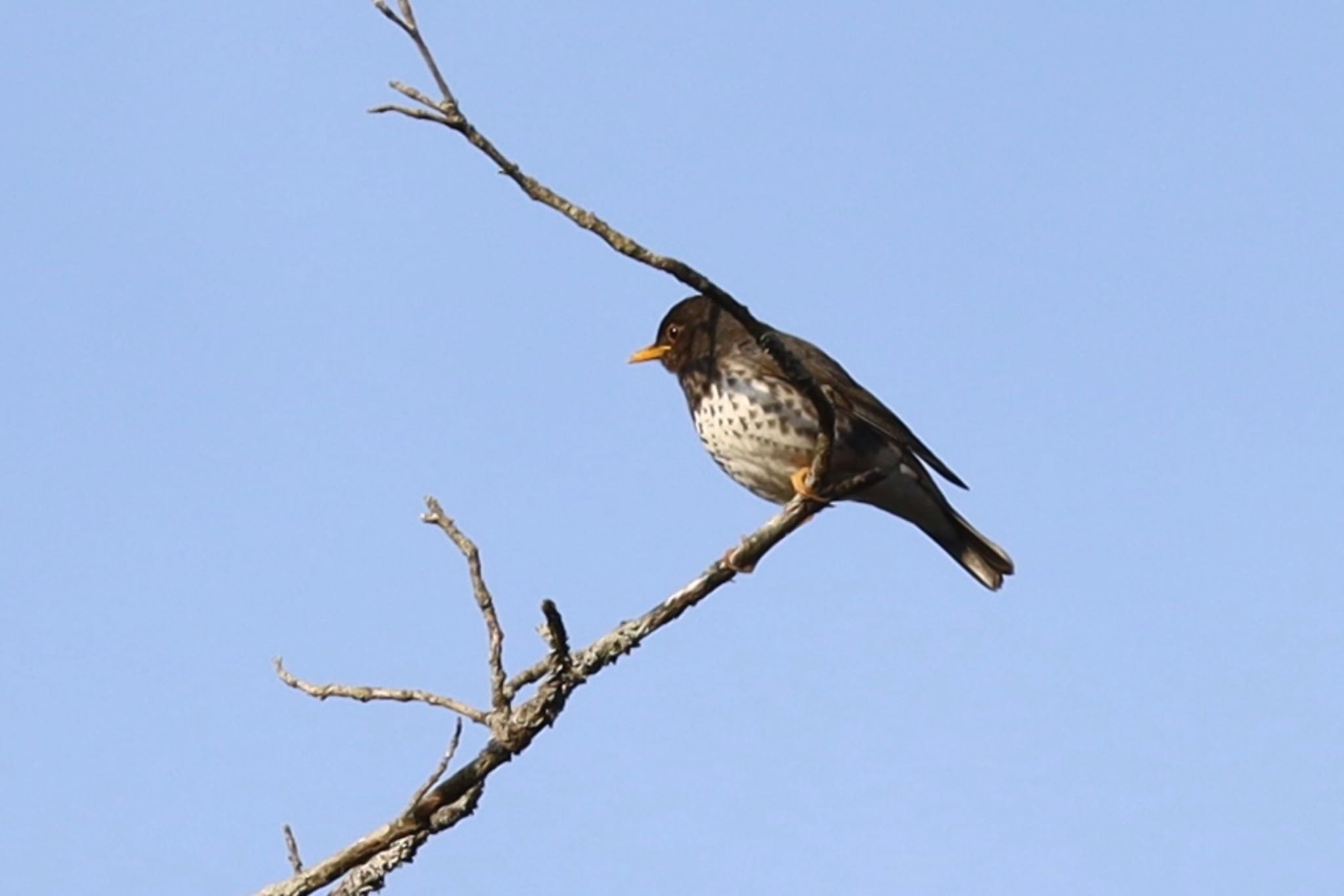 軽井沢野鳥の森 クロツグミの写真 by よっしー