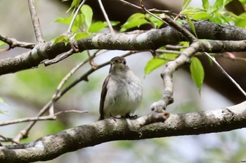 コサメビタキ 軽井沢野鳥の森 2024年4月29日(月)