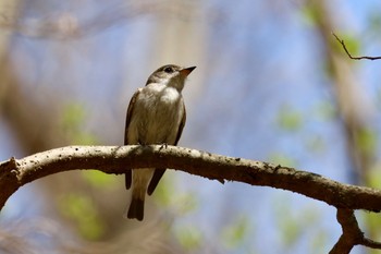 コサメビタキ 軽井沢野鳥の森 2024年4月29日(月)