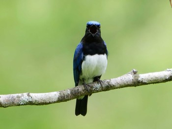 Blue-and-white Flycatcher Hayatogawa Forest Road Mon, 4/29/2024