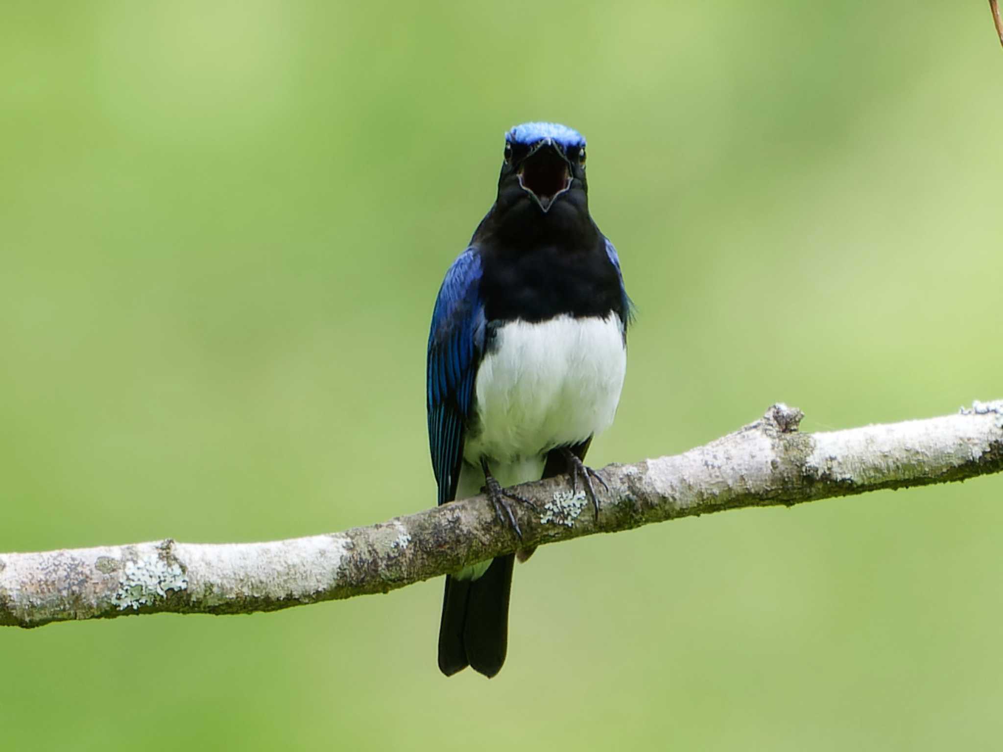 Photo of Blue-and-white Flycatcher at Hayatogawa Forest Road by ぴくるす
