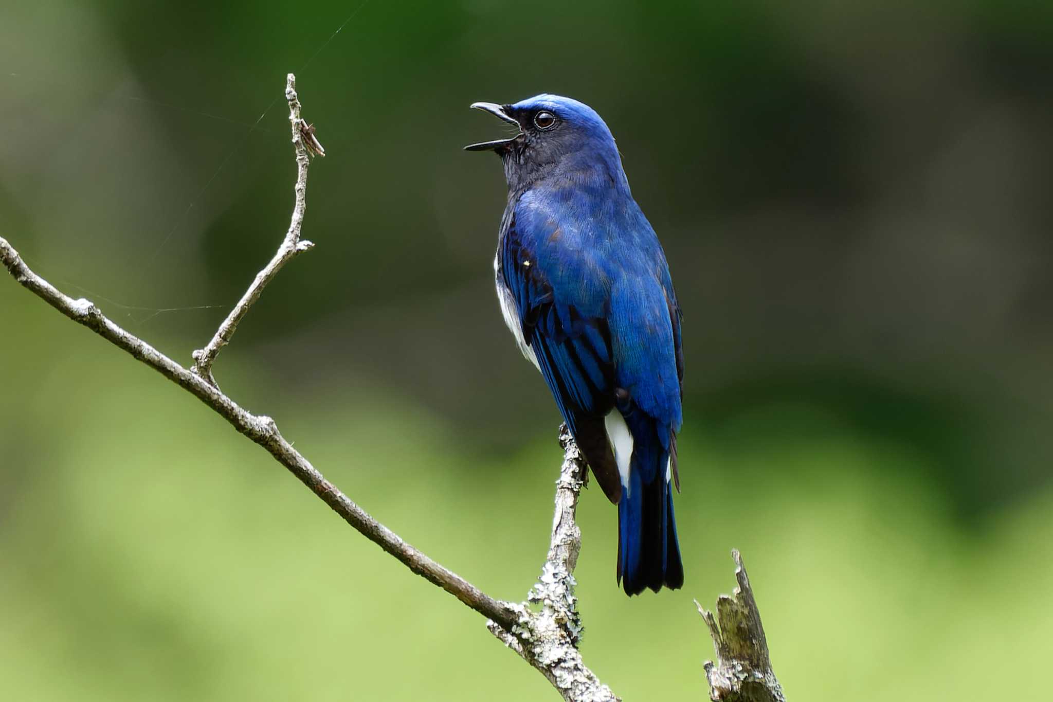 Photo of Blue-and-white Flycatcher at Hayatogawa Forest Road by ぴくるす