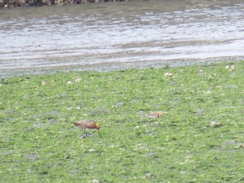 Bar-tailed Godwit Yatsu-higata Mon, 4/29/2024