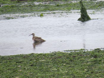 Eurasian Whimbrel Yatsu-higata Mon, 4/29/2024