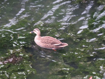 Eastern Spot-billed Duck Yatsu-higata Mon, 4/29/2024