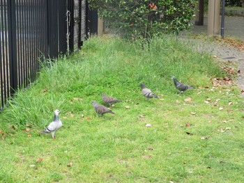 Oriental Turtle Dove Yatsu-higata Mon, 4/29/2024