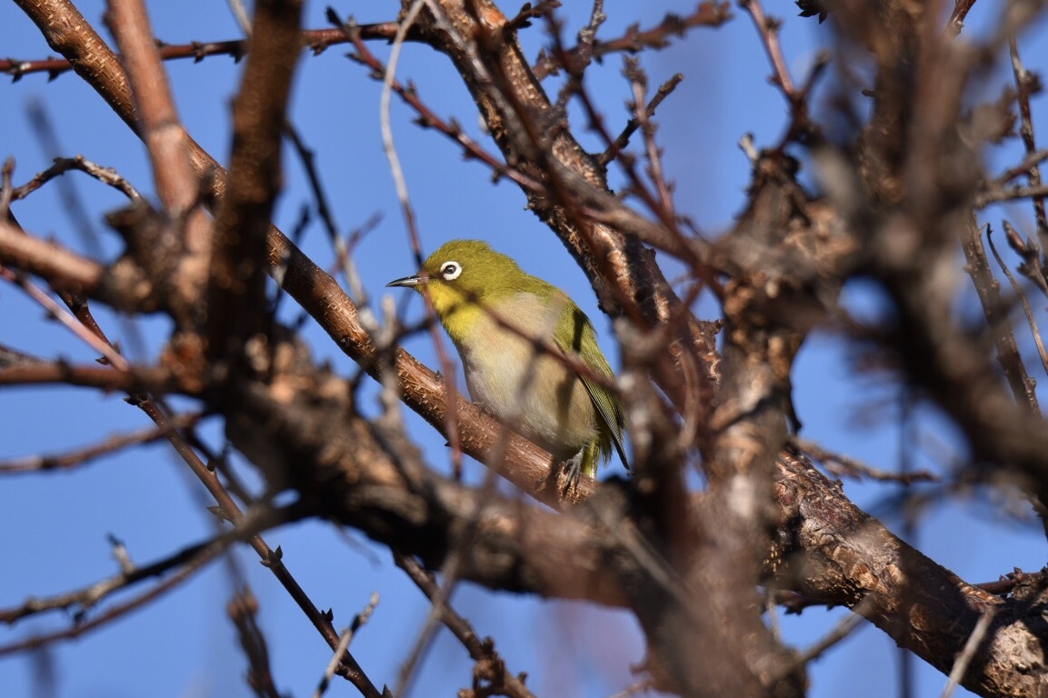 Warbling White-eye