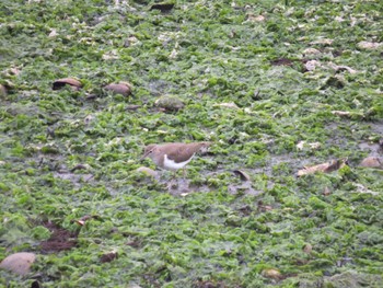 Common Sandpiper Yatsu-higata Mon, 4/29/2024