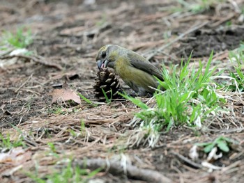 Red Crossbill Miharashi Park(Hakodate) Mon, 4/29/2024