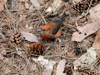 Red Crossbill Miharashi Park(Hakodate) Mon, 4/29/2024