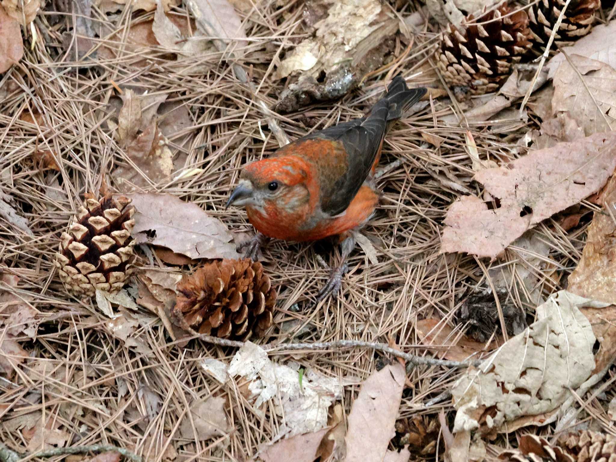 Photo of Red Crossbill at Miharashi Park(Hakodate) by しろくま