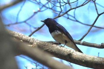 オオルリ 軽井沢野鳥の森 2024年4月28日(日)