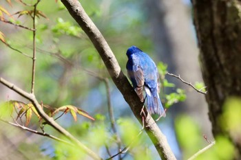 オオルリ 軽井沢野鳥の森 2024年4月28日(日)