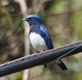 Blue-and-white Flycatcher 穂高 Sun, 4/28/2024