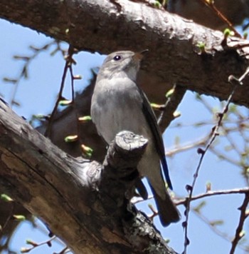 Asian Brown Flycatcher 上高地 Sun, 4/28/2024