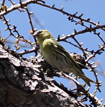 Eurasian Siskin 上高地 Sun, 4/28/2024