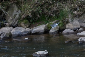 Crested Kingfisher 奈良県 Sun, 4/28/2024