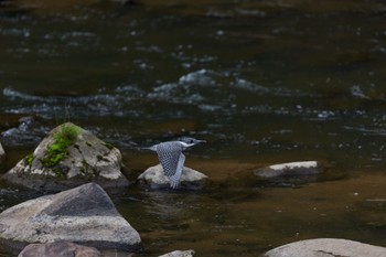 Crested Kingfisher 奈良県 Sun, 4/28/2024